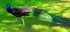 peacock-straight